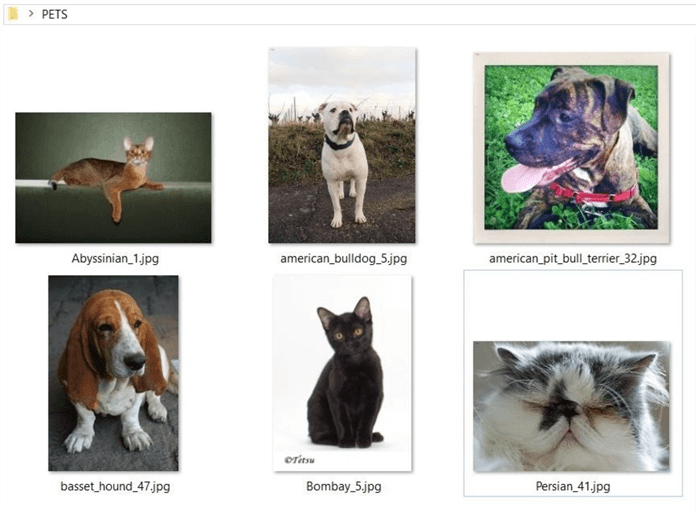 TSQL Distinct Clause - Pet images from Oxford dataset.