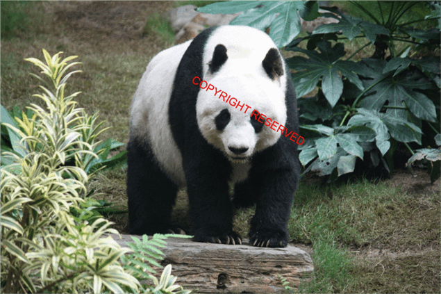 Annotated Image